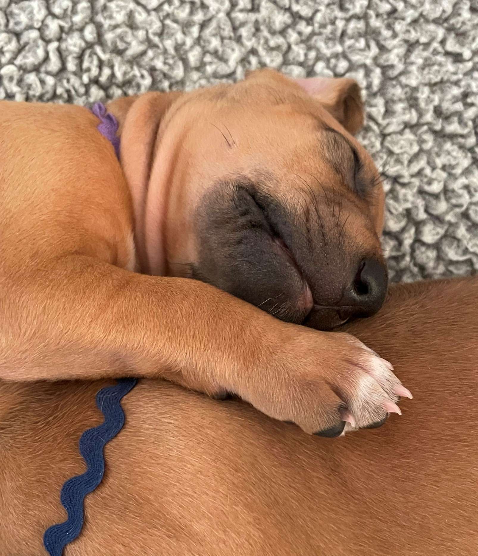 Purple at 3 weeks