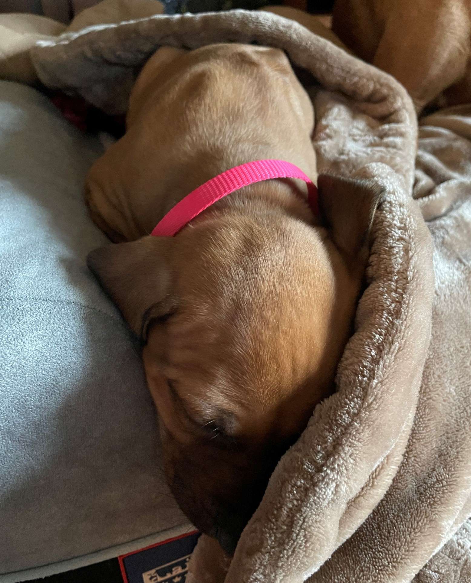 Happy Pink Sleeping